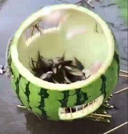 抓鱼吃瓜,夏日乡村生活的趣味瞬间