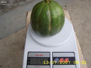 怎么吃青皮瓜好吃,解锁清新口感新境界