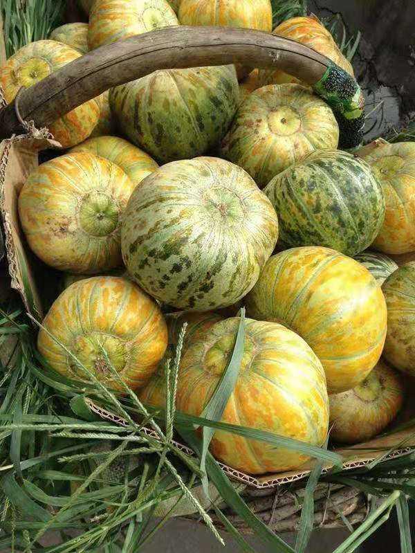 带你吃瓜爪瓜,带你领略“吃瓜爪瓜”的独特魅力