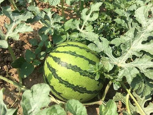 各个时期吃瓜盘点,各时期吃瓜盘点