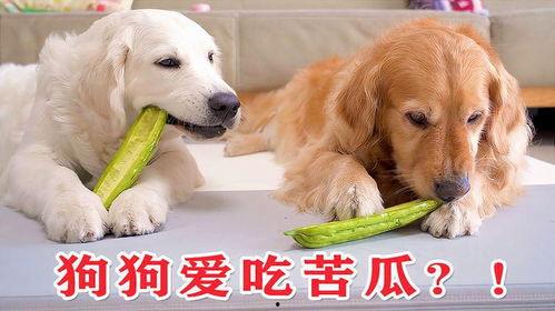 狗狗可以吃凉瓜,凉瓜的清凉诱惑