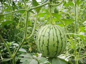 岑岑吃瓜西瓜大瓜,岑岑吃瓜，西瓜大瓜齐亮相