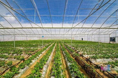 林城大棚吃瓜,林城大棚里的甜蜜瓜香之旅