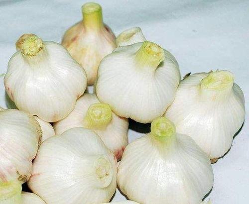 大蒜直播间吃瓜,直播间吃瓜狂欢