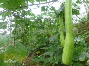 砍瓜怎么烧了吃,家常烧瓜新尝试