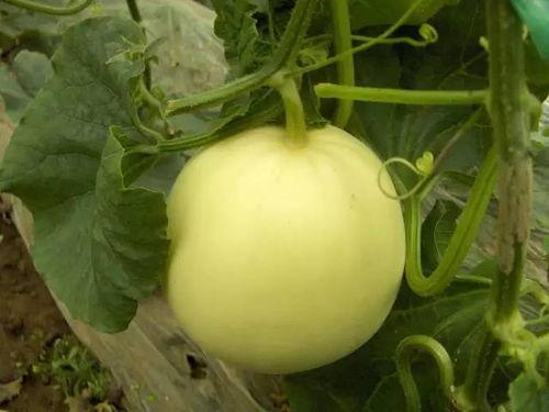 小甜瓜请你吃瓜,夏日清凉美食分享