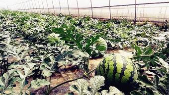 吃瓜爆料各校大瓜,揭秘各校大瓜背后的真相